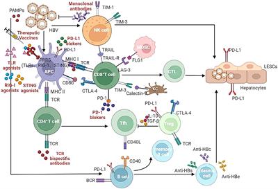 Frontiers | Hepatitis B Functional Cure And Immune Response